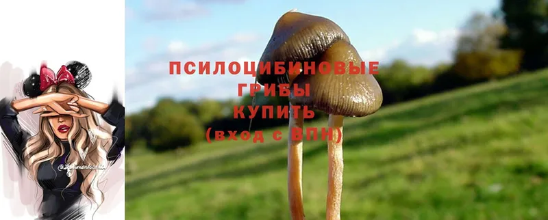 где можно купить наркотик  Дмитровск  Псилоцибиновые грибы Psilocybine cubensis 